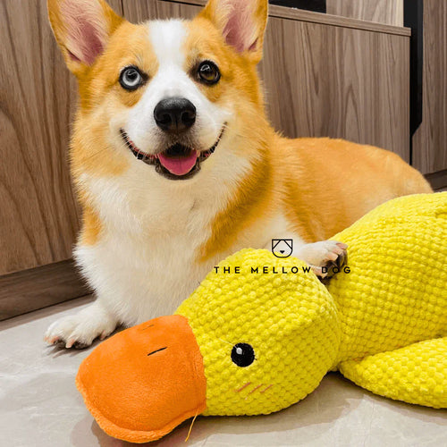 Calming Duck toy for Dogs