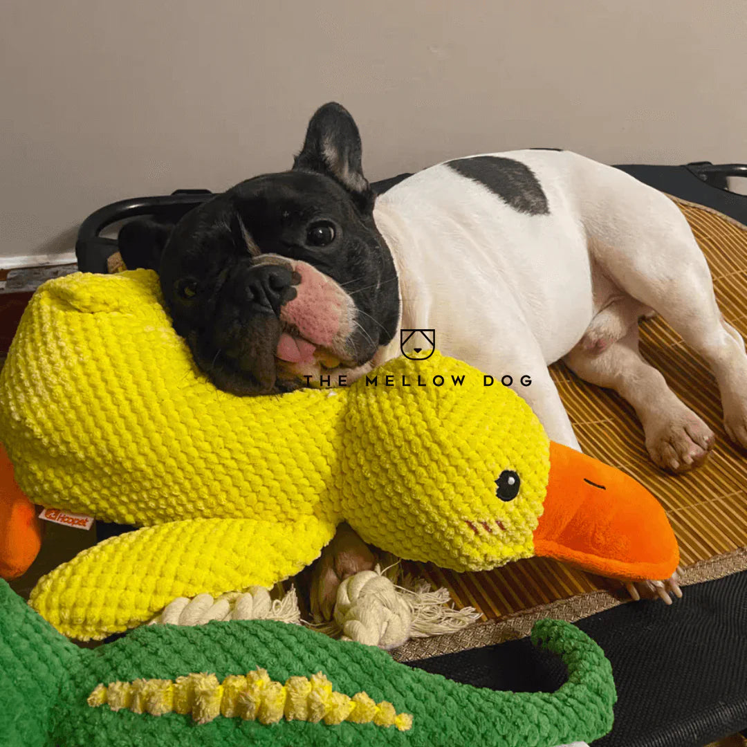 Calming Duck toy for Dogs