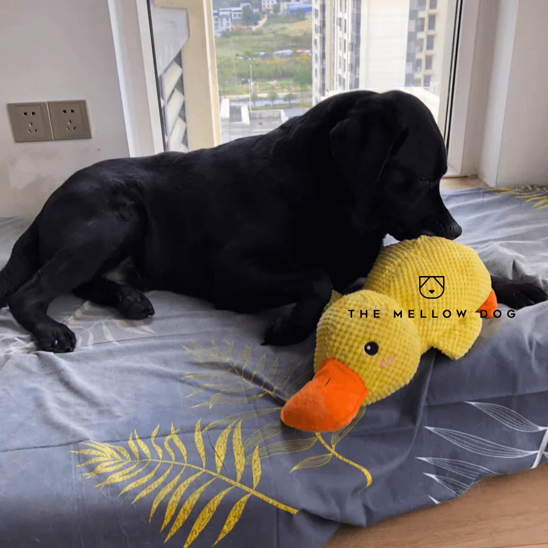 Calming Duck toy for Dogs